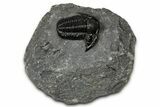 Detailed Gerastos Trilobite Fossil - Morocco #347354-3